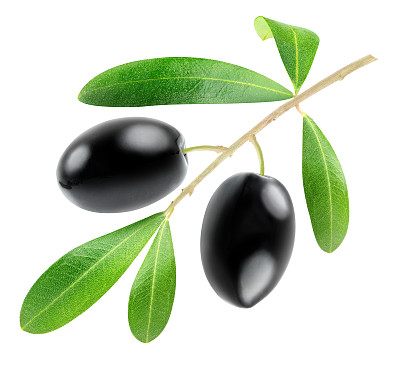 分枝上有孤立在白色上的黑橄榄图片下载