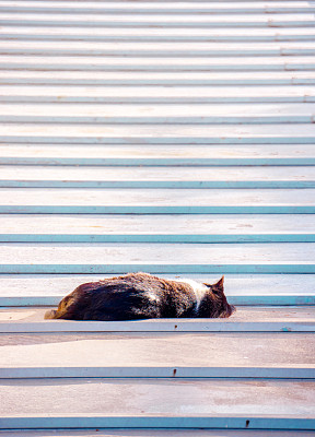 野生猫睡觉图片下载