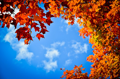 秋天橘叶图片下载