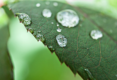 雨后新鲜的绿叶图片下载
