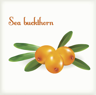 有绿叶的沙棘图片下载