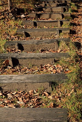 通往森林的小路图片下载