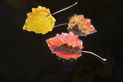 浮动的秋叶图片下载