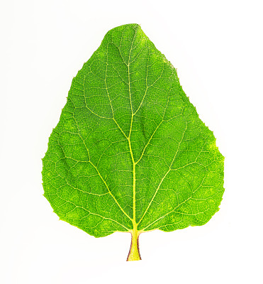 叶图片下载