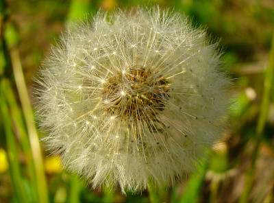 蒲公英图片下载