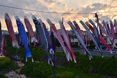 鲤鱼等浮电缆图片下载