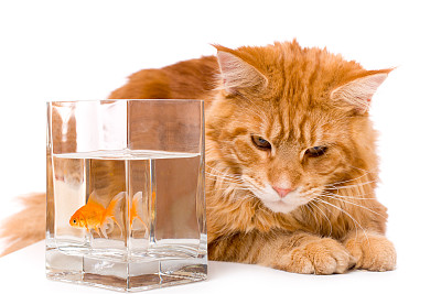 猫和一条金鱼图片下载