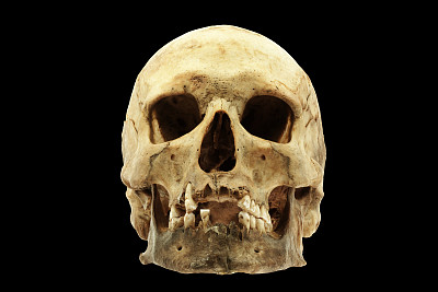 真正的人类头骨图片下载