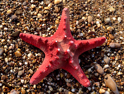 海星和贝壳图片下载