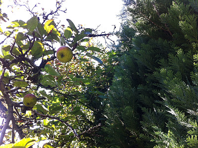 树上最后的苹果图片下载