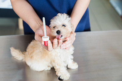 兽医给小狗吃的药图片下载