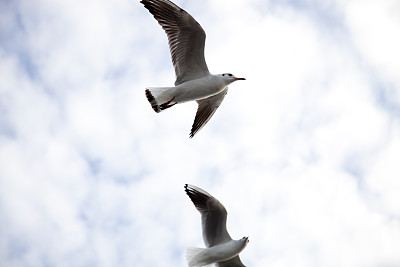 海鸥图片下载