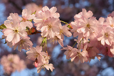 樱花(serrulata Prunus serrulata)图片下载