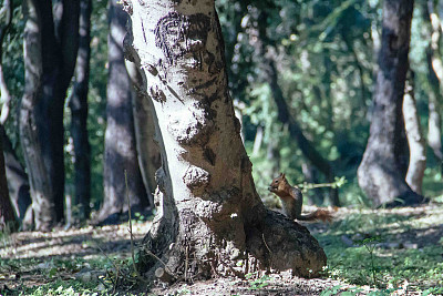 吃坚果的松鼠图片下载