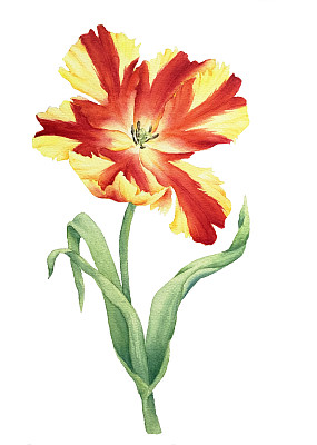 鹦鹉郁金香红黄图片下载