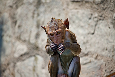 可爱的猴子图片下载