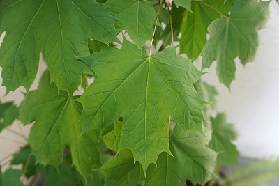 绿色的叶子图片下载