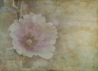 美丽的粉红色野花的老式纸图片下载