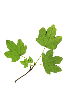 枫树(槭)图片下载