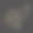 一束金色的郁金香图片下载