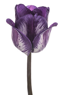 郁金香图片下载