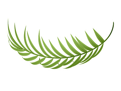 热带植物分支图片下载