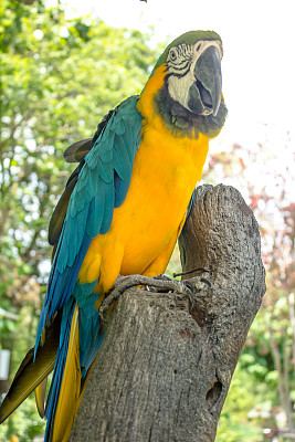 金刚鹦鹉图片下载