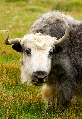 喜马拉雅山草地上的牦牛图片下载