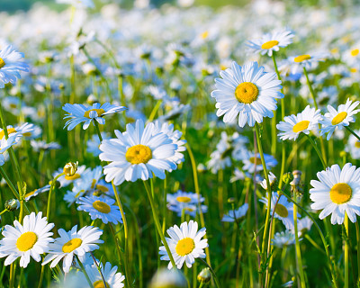 白色的雏菊背景图片下载