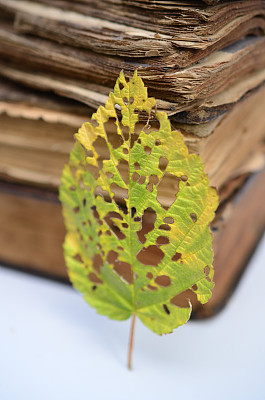 书和叶图片下载