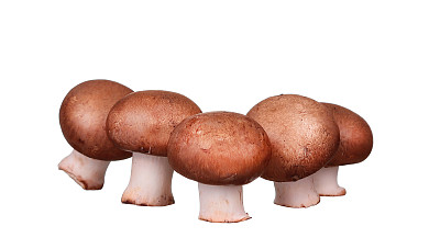 蘑菇和生蘑菇孤立在白色背景图片下载