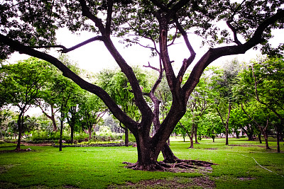 公园里有一棵绿色的大树图片下载