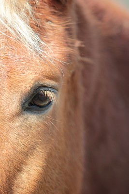 马的眼睛图片下载
