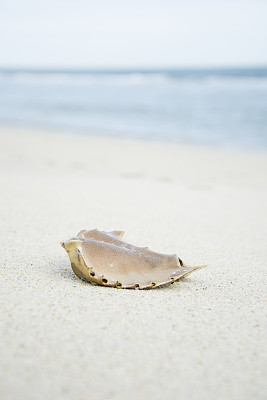 白色沙滩上的蟹壳图片下载