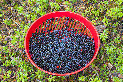 蓝莓，越橘，灌木，矮灌木图片下载