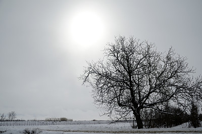 下雪的景色图片下载