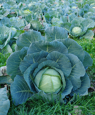 场ot卷心菜图片下载