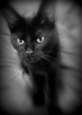 黑色的猫。图片下载