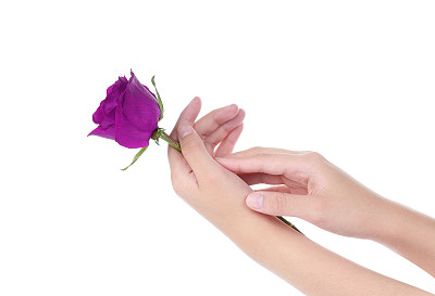 女性手握紫罗兰玫瑰，孤立在白色的背景图片下载