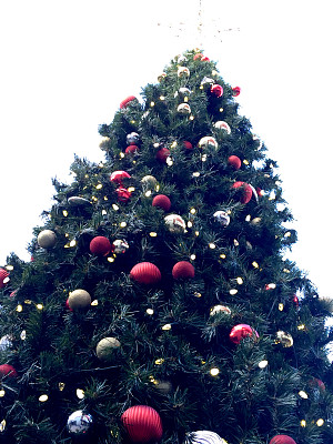 圣诞树在户外图片下载