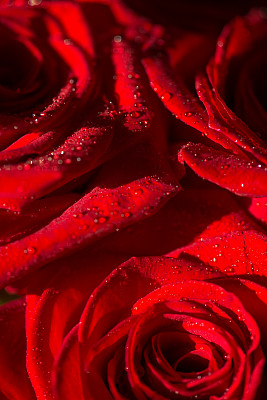 微距照片的玫瑰与水滴图片下载