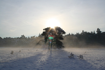 雪中的树图片下载