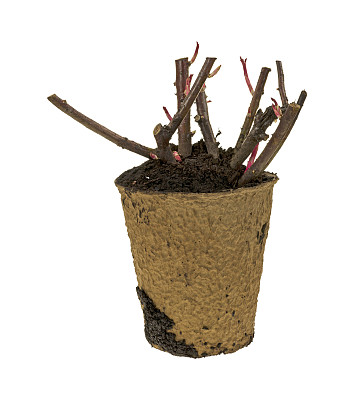 花盆内苗圃粉红玫瑰丛图片下载