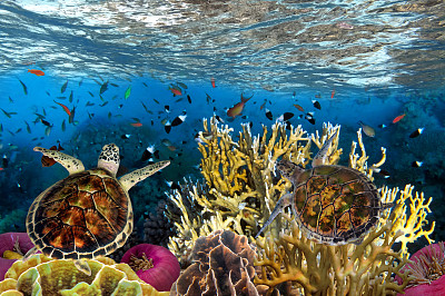 水下图片与各种各样的鱼图片下载