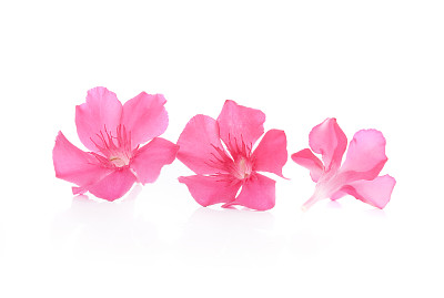 粉红色的花朵图片下载