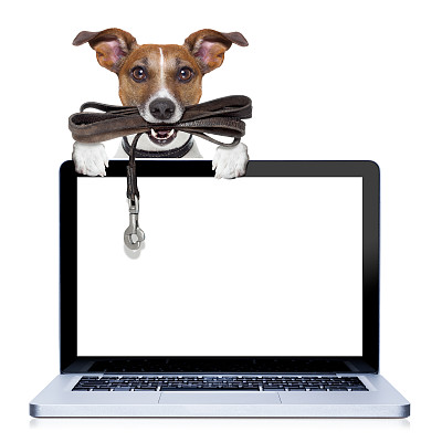 狗皮革皮带图片下载