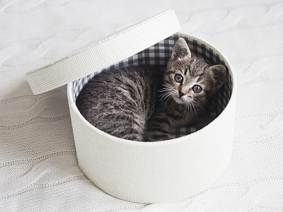 小猫在白色的圆盒子里图片下载