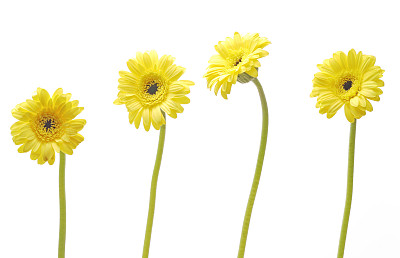 白色背景中的德兰士瓦雏菊图片下载