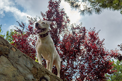 狗越过一堵石墙图片下载