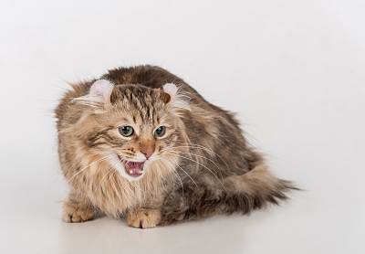 黑毛美国卷发猫躺在白色的桌子上图片下载